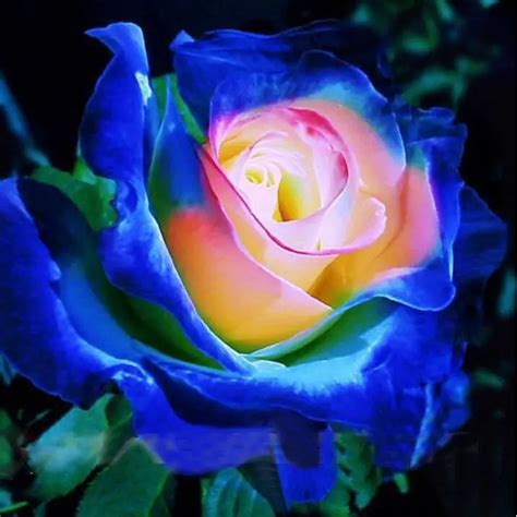 Rare Blue Pink Yellow Rose Bush Flower Seeds Professional Pack 50