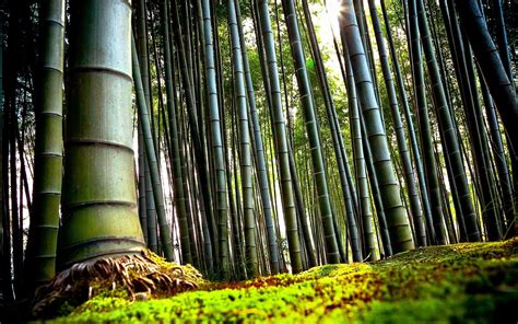Chinese Bamboo Wallpapers Top Free Chinese Bamboo Backgrounds Wallpaperaccess