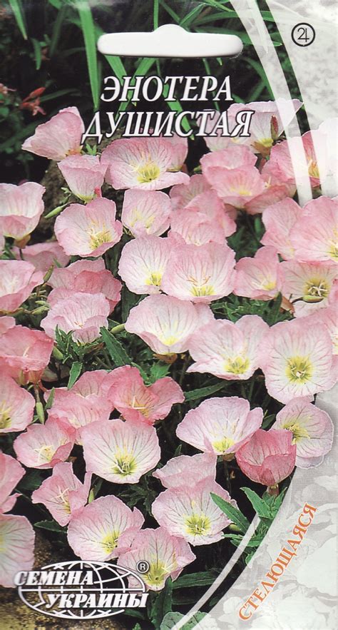 Primrose Fragrant Perennials Flowers Seeds From Ukraine 1433 Etsy