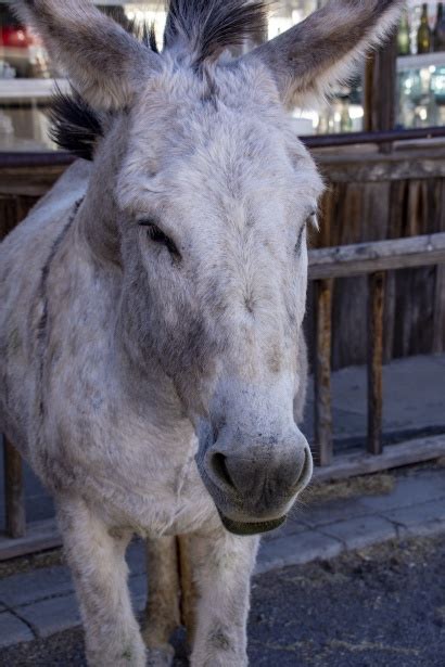 White Donkey Free Stock Photo Public Domain Pictures