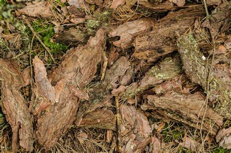 The Fallen Pine Bark Lies In A Summer Forest On Earth Stock Image