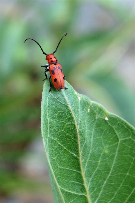 Red Milkweed Beetle At The Nc Arboretum Looks To Me Like Its In A