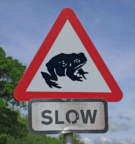 Slow Frog Signs Road Signs Funny Signs