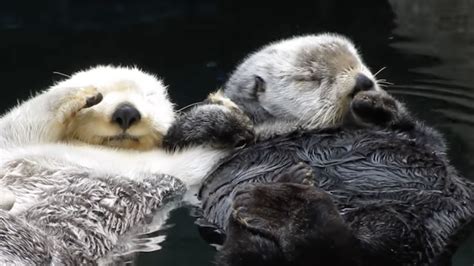 Enjoy These Otter Ly Sweet Videos Of Sea Critters Holding Hands