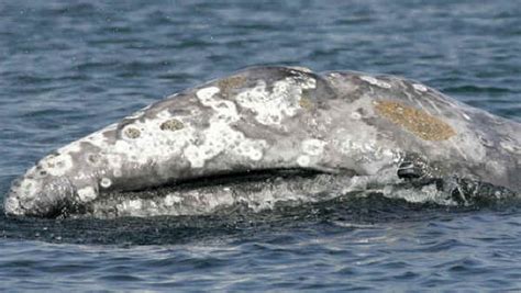 california gray whale watchers fear dip in species population