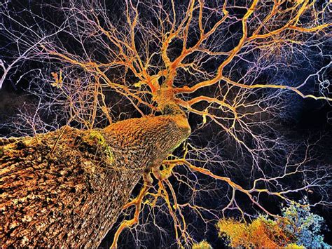 A Tree Neuron Renegade Tribune