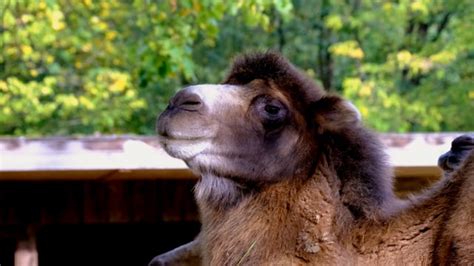 Camel Mammal Pair Of Ungulates Free Stock Video Pixabay