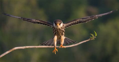 Types Of Falcon Species Birdlife International