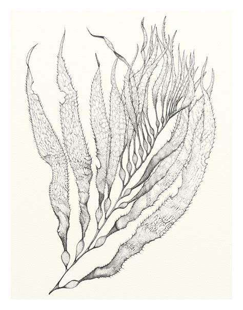 Large Sea Ocean Kelp Drawing 8x10 Or 11x14 Size Etsy