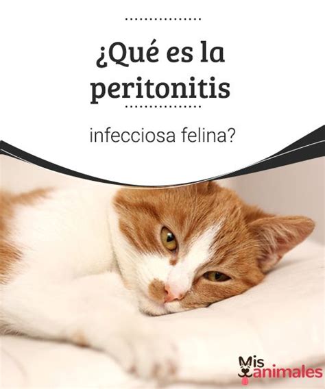 Qué es la peritonitis infecciosa felina Mejor con Mascotas La