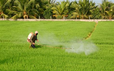 Farmer Spraying Pesticide On Rice Field Editorial Photography Image