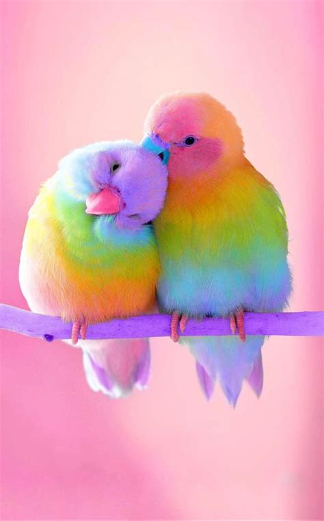 Pin De Raven En Colorful Life Fotos De Aves Aves De Colores Dibujos