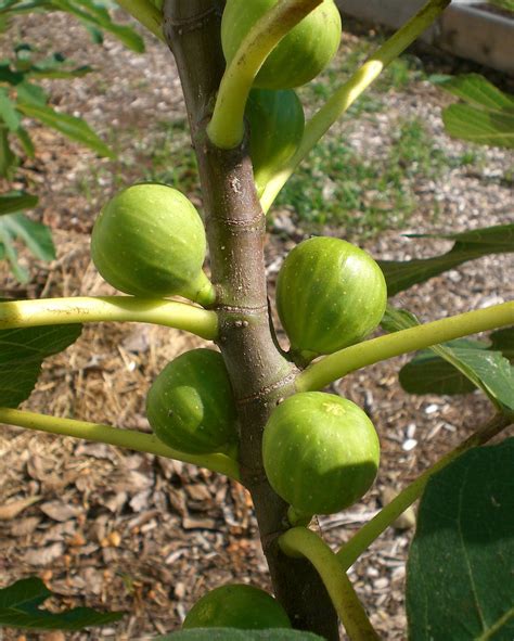 Fig — California Tropical Fruit Tree Nursery