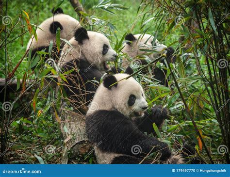 Osos Panda Gigantes Comiendo Bambú En El Bosque Foto De Archivo
