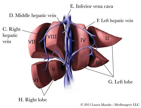The right lobe liver has four sections. Liver Sectionectomy Illustrations, & Medical Surgical ...