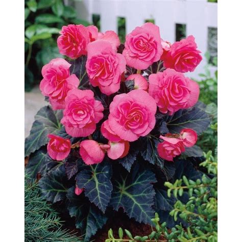 Shop Garden State Bulb 2 Pack Double Pink Tuberous Begonia L02237a At