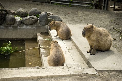 The Giant Pandas Of Ueno Zoo Tokyo For 91 Days