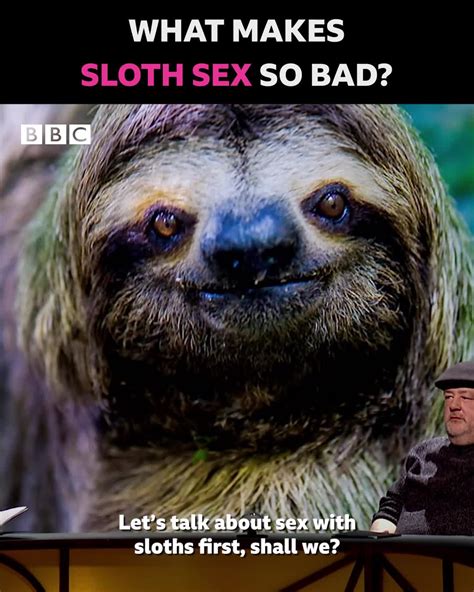 What Makes Sloth Sex So Bad Qi Xl A Moment Of Silence For All The Female Sloths 😔 By Bbc
