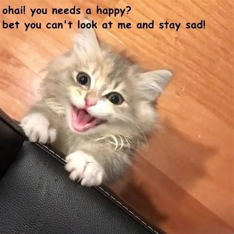 Cute Kittens Memes Cute Kittens
