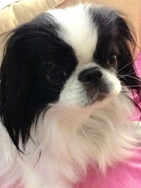 Baobao Japanese Chin Dog Japanese Chin Cute Baby Animals