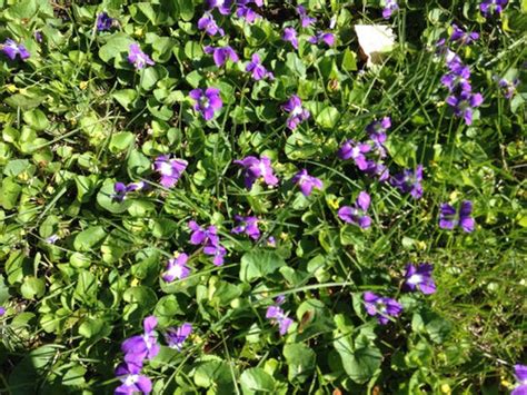 Henbit, an annual winter weed, is a member of the mint family. Weeds or flowers? Need help with 3 plants