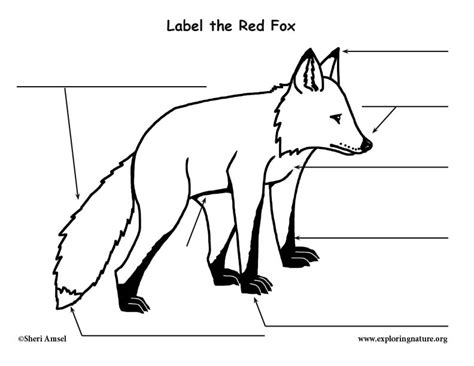 Red Fox Diagram