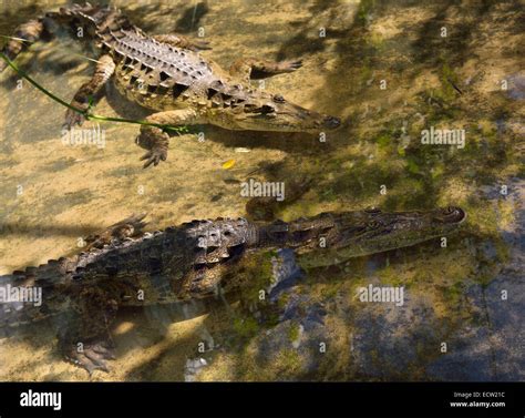 Pair Of Young American Crocodiles Wading In A Shallow Pool Dominican