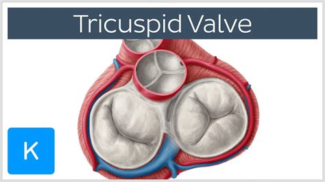 Qual A Função Da Válvula Tricúspide