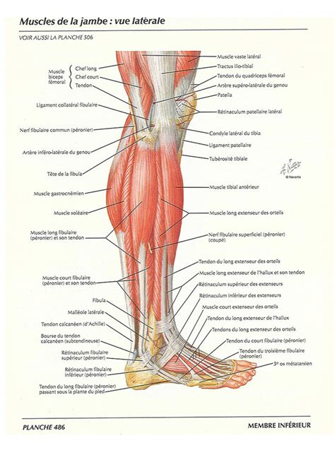 Muscles De La Jambe Site De Courir Et Comprendre
