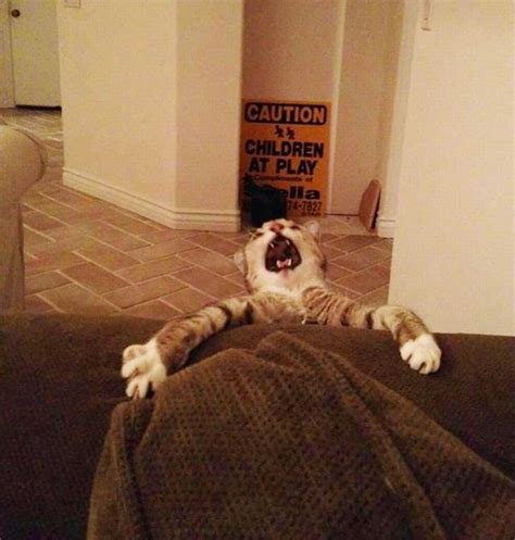 16 Hilarious Cat Expressions