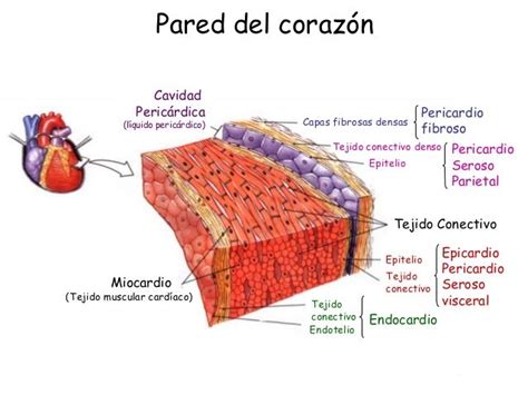 Fisiologia Anatomia Corazon Medical Studies Med School Medicine