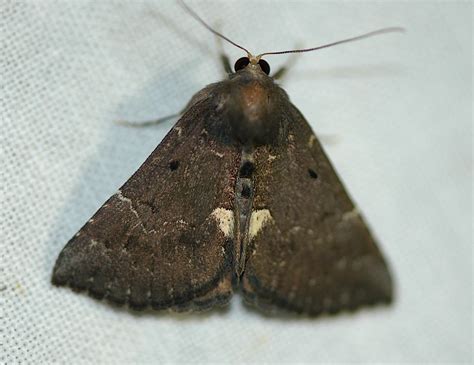 Field Biology In Southeastern Ohio Noctuid Moths And Tiger Moths