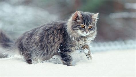 How Can You Help Feral Cats In The Winter