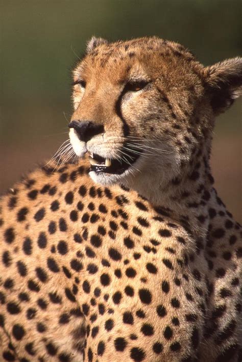 Cheetah Profile Photograph By Russ Considine Fine Art America
