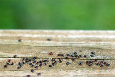 Baby Ladybugs 60 Of Them Christina007 Flickr