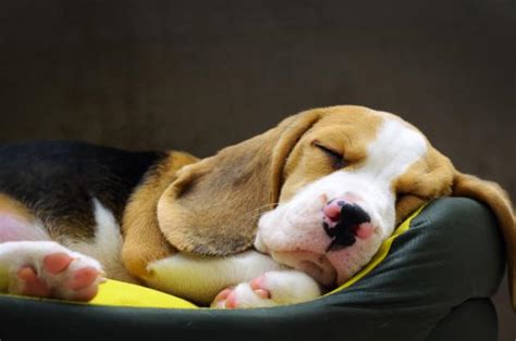 Cuánto Duerme Un Perro Al Día Todo Lo Que Debes Saber Sobre Los