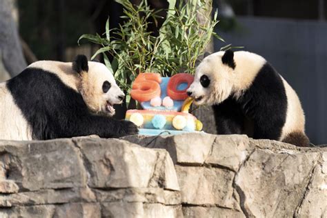 Pandas Devour Ice Cake To Celebrate 50 Years Nepalnews