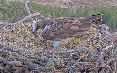 Famous Osprey Dorcha Lays First Egg Of The Season Evening Standard