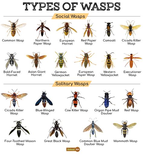 Wasp Facts Types Diet Reproduction Classification Pictures
