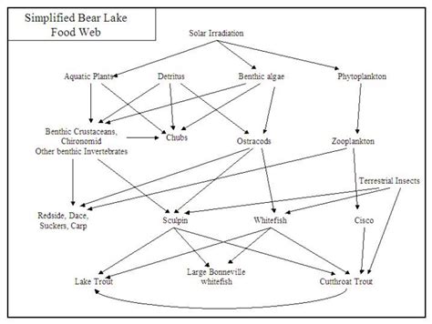 Simplified Bear Lake Food Web Download Scientific Diagram