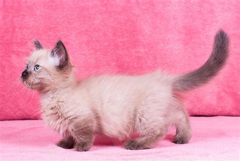 Munchkin Cats For Sale West Hartford Ct 295191