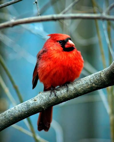 Male Northern Cardinal Robert Scott Flickr