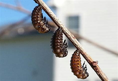 Beetle Pupae But Which Beetle Whats That Bug