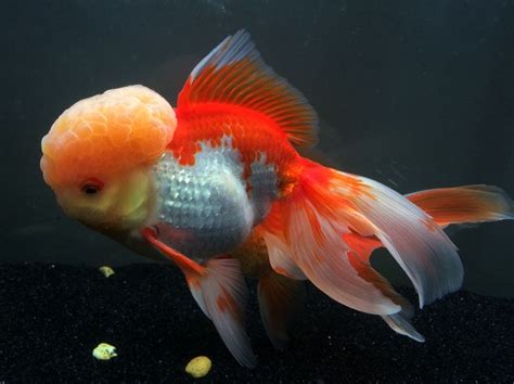 Goldfish Ikan