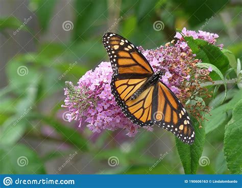 Female Monarch Butterfly On Pink Flower Cluster Of A Butterfly Bush