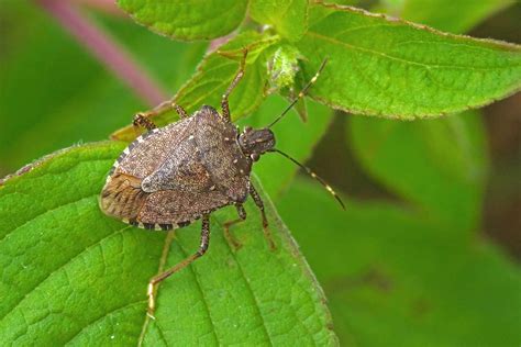 How To Get Of Rid Stink Bugs The Ultimate Guide For 2023