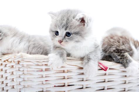 small grey fluffy adorable kitten being curious and looking to the side while others playing
