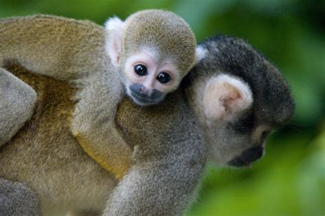 Squirrel Monkey Facts History Useful Information And
