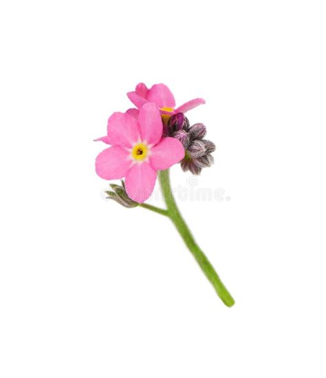 Delicate Pink Forget Me Not Flowers On White Background Stock Photo