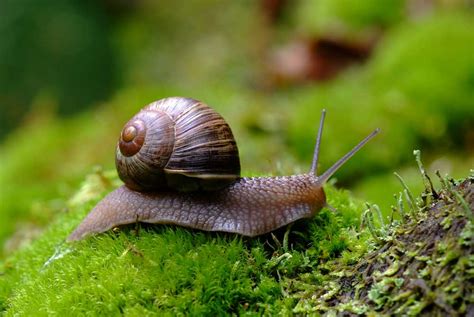 Wild Burgundy Snails Resource Blog Wild Burgundy Snail